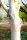 Himalaya-Birke Betula jacquemontii,Betula ultilis 125-150 cm Heister im 7,5 Liter Container