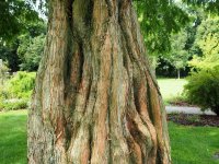 Mammutbaum - Urweltmammutbaum - Metasequioa glyptostroboides 