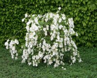 Prunkspiere Radspiere Exochorda macrantha The Bride