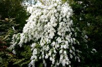 Prunkspiere Radspiere Exochorda macrantha The Bride