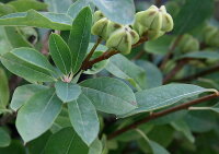 Prunkspiere Radspiere Exochorda macrantha The Bride