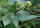 Prunkspiere Radspiere Exochorda macrantha The Bride