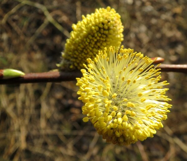 Salweide männlich - Salix caprea Mas 100-150 cm, Strauch im 7,5-Liter Container