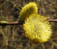 Salweide männlich - Salix caprea Mas 100-150 cm,...