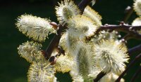 Salweide männlich - Salix caprea Mas 100-150 cm, Strauch im 7,5-Liter Container