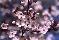 Blutpflaume - Prunus cerasifera Nigra