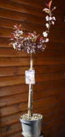 Blutpflaume - Prunus cerasifera Nigra