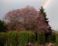 Blutpflaume - Prunus cerasifera Nigra