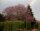 Blutpflaume - Prunus cerasifera Nigra
