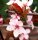 Blutpflaume - Prunus cerasifera Nigra