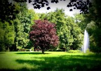 Blutpflaume - Prunus cerasifera Nigra  60-100 cm, Strauch...