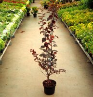 Blutpflaume - Prunus cerasifera Nigra  60-100 cm, Strauch im 5-Liter Container