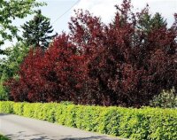 Blutpflaume - Prunus cerasifera Nigra  60-100 cm, Strauch im 5-Liter Container
