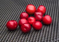 Blutpflaume - Prunus cerasifera Nigra  60-100 cm, Strauch im 5-Liter Container