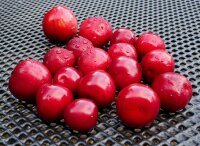 Blutpflaume - Prunus cerasifera Nigra  60-100 cm, Strauch im 5-Liter Container