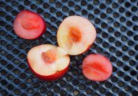 Blutpflaume - Prunus cerasifera Nigra  60-100 cm, Strauch im 5-Liter Container