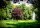 Blutpflaume - Prunus cerasifera Nigra  60-100 cm, Strauch im 5-Liter Container