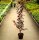 Blutpflaume - Prunus cerasifera Nigra  60-100 cm, Strauch im 5-Liter Container