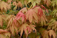 Fächerahorn Osakazuki Acer palmatum 40-60 cm, im 5-Liter Container