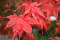 Fächerahorn Osakazuki Acer palmatum 40-60 cm, im...