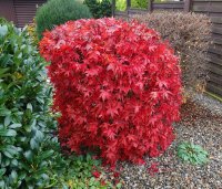 Fächerahorn Osakazuki Acer palmatum 40-60 cm, im 5-Liter Container