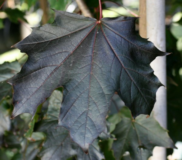 Blutahorn Ahorn - Acer platanoides Faassens Black