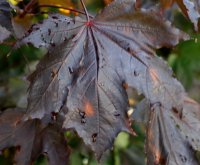 Blutahorn Ahorn - Acer platanoides Faassens Black