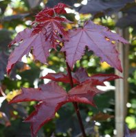 Blutahorn Ahorn - Acer platanoides Faassens Black