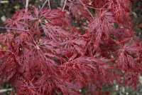 Dunkelroter Schlitzahorn - Acer palmatum Dissectum Garnet