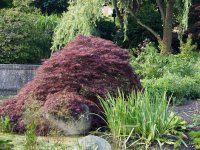 Dunkelroter Schlitzahorn - Acer palmatum Dissectum...