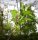 Ohrweide - Salix aurita 50-80 cm, 1-jährig bewurzeltes Steckholz, wurzelnackt