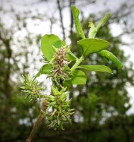 Ohrweide - Salix aurita 60-100 cm, verpflanzter Strauch,...