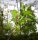 Ohrweide - Salix aurita 60-100 cm, Strauch im 3-Liter Container
