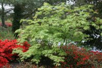 Eisenhutbl&auml;ttriger Ahorn - Acer japonicum Aconitifolium