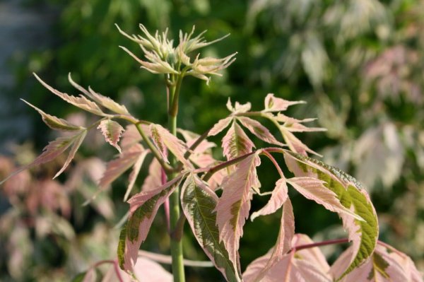 Eschenahorn Acer negundo Flamingo