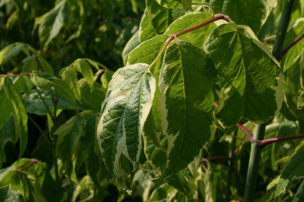 Goldbunter Eschenahorn - Acer negundo Aureo-variegatum