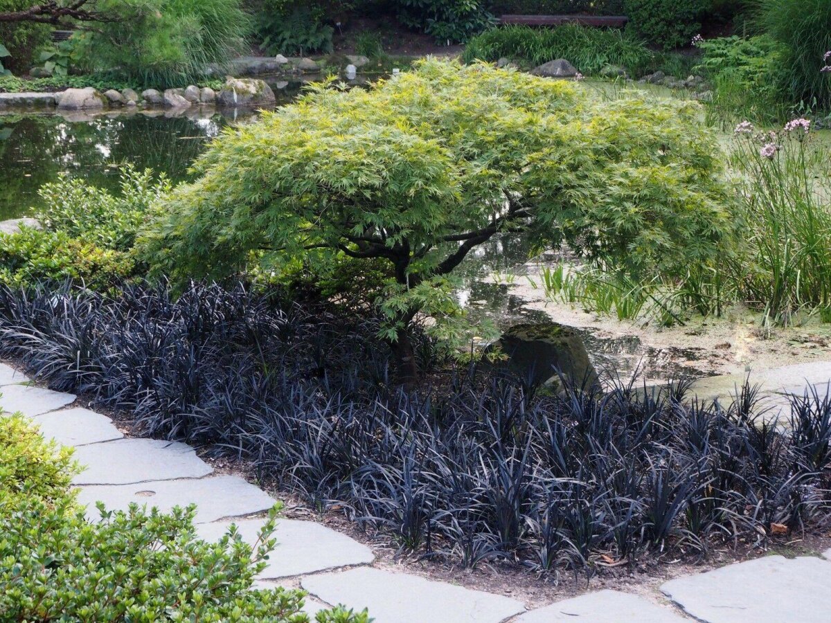 Grner Schlitzahorn 'Dissectum' - Japanischer Fcherahorn - Herbstfr,  49,95
