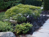  Gr&uuml;ner Schlitzahorn Dissectum - Acer palmatum...