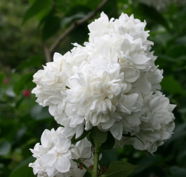 Syringa vulgaris Mme Lemoine - Wei&szlig;er Edelflieder