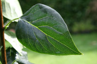 Syringa vulgaris Mme Lemoine - Weißer Edelflieder