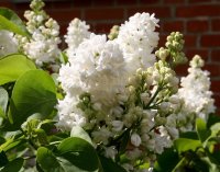Syringa vulgaris Mme Lemoine - Wei&szlig;er Edelflieder