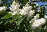 Syringa vulgaris Mme Lemoine - Weißer Edelflieder