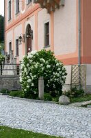 Weißer Edelflieder Mme Lemoine - Syringa vulgaris 40-60 cm, Strauch im 3 Liter Container