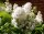 Weißer Edelflieder Mme Lemoine - Syringa vulgaris 40-60 cm, Strauch im 3 Liter Container