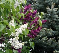 Syringa vulgaris Andenken an Ludwig Späth - Lila Edelflieder