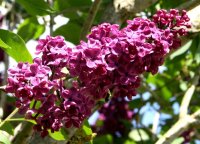 Syringa vulgaris Andenken an Ludwig Späth - Lila Edelflieder 60-80 cm, Strauch im 5 Liter Container