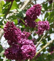 Syringa vulgaris Andenken an Ludwig Späth - Lila Edelflieder 60-80 cm, Strauch im 5 Liter Container