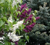 Syringa vulgaris Andenken an Ludwig Späth - Lila Edelflieder 60-80 cm, Strauch im 5 Liter Container