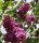 Syringa vulgaris Andenken an Ludwig Späth - Lila Edelflieder 60-80 cm, Strauch im 5 Liter Container