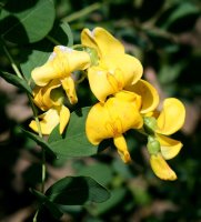 Blasenstrauch - Colutea arborescens, 60-100 cm,...